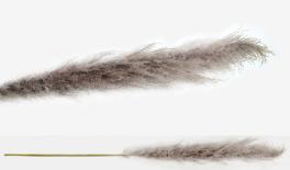 PAMPAS ΦΥΣΙΚΟ VINTAGE 150cm 0516121