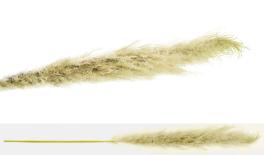 PAMPAS ΕΚΡΟΥ VINTAGE 150cm 0516123