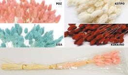 PHALARIS 70cm 0516156
