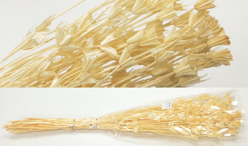 NIGELLA ORIENTALIS ΛΕΥΚΑΜΕΝΟ 50cm 0516165