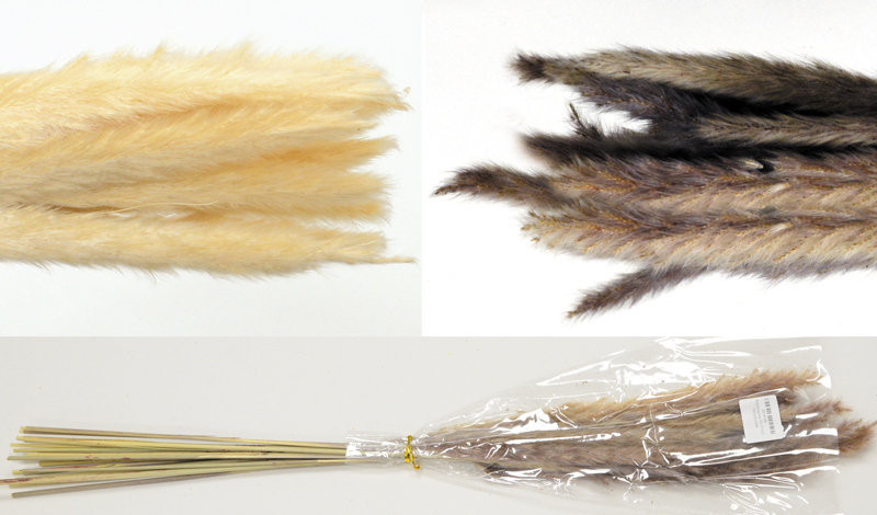 PAMPAS 70cm 0516166