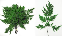 ΦΤΕΡΗ ΠΡΑΣΙΝΗ 30cm 0516169
