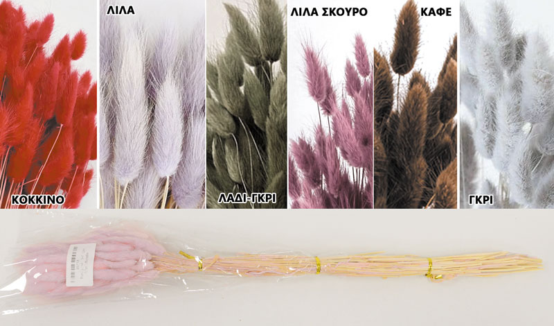 LAGURUS 60cm 0516176