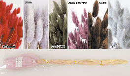 LAGURUS 60cm 0516176