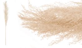 PAMPAS ΦΥΣΙΚΟ 140cm 0516196