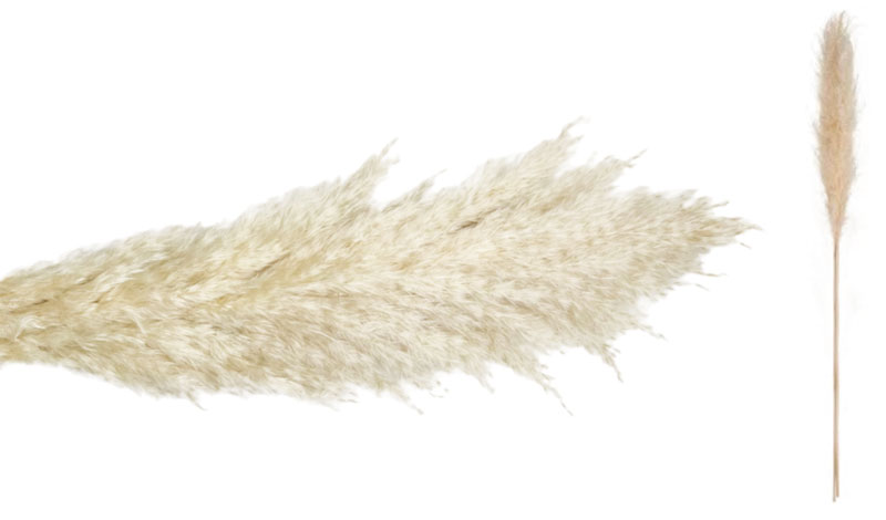 PAMPAS ΕΚΡΟΥ 140cm 0516198