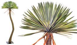 ΑΓΑΥΗ ME ΠΡΑΓΜΑΤΙΚΗ ΥΦΗ ΨΗΛΗ ΜΕ ΒΑΣΗ 275cm 0516205