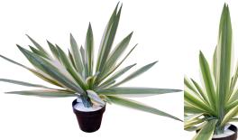 ΑΓΑΥΗ ME ΠΡΑΓΜΑΤΙΚΗ ΥΦΗ ΣΕ ΓΛΑΣΤΡΑ 44cm 0516209