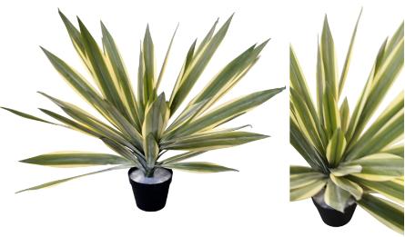 ΑΓΑΥΗ ME ΠΡΑΓΜΑΤΙΚΗ ΥΦΗ ΣΕ ΓΛΑΣΤΡΑ 70cm 0516210