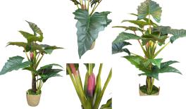 ΑΛΟΚΑΣΙΑ ME ΠΡΑΓΜΑΤΙΚΗ ΥΦΗ ΧΩΡΙΣ ΓΛΑΣΤΡΑ 155cm 0516211