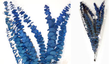 EUCALYPTUS BABY 70cm 0516216