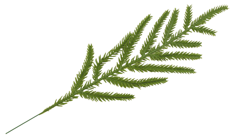 ΚΛΑΔΙ ΕΛΑΤΟ 33cm 0530190
