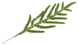 ΚΛΑΔΙ ΕΛΑΤΟ 33cm 0530190