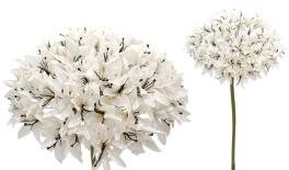 ΑΓΑΠΑΝΘΟΣ ΜΕ ΚΟΡΜΟ 50cm 0621009