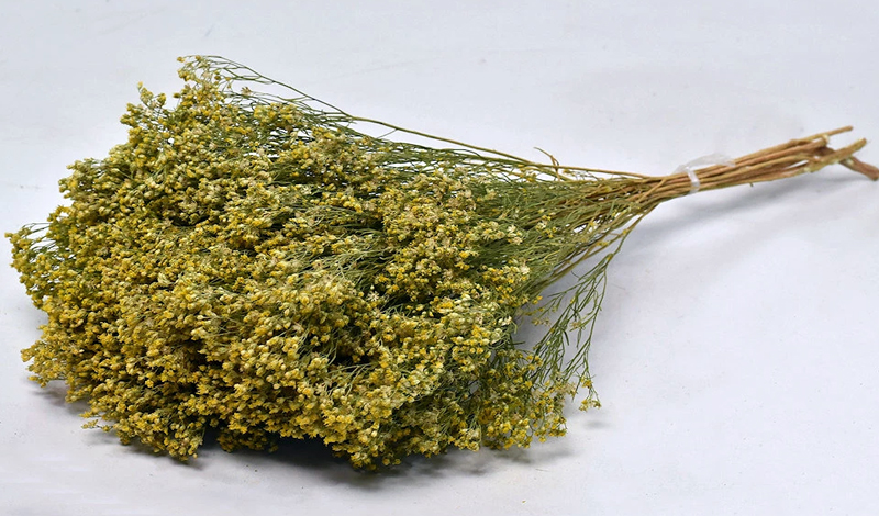 BROOM BLOOM 50cm 0924000