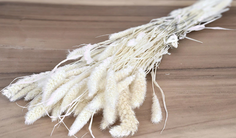 SETARIA ΛΕΥΚΑΜΕΝΟ 100gr 65cm 0970930