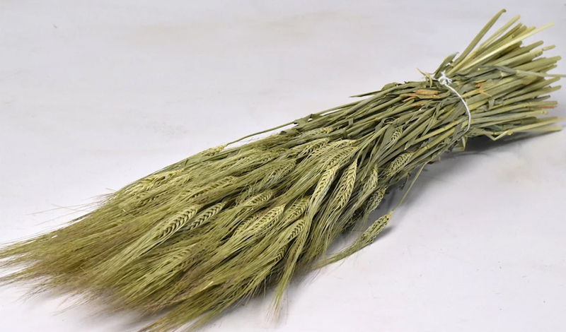 BARLEY 65cm 0977000